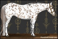 Horse Color:Buckskin Leopard 