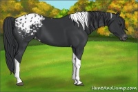 Horse Color:Black Tobiano Appaloosa 
