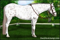 Horse Color:Chestnut Appaloosa 