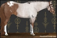 Horse Color:Chestnut Appaloosa 