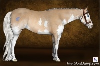 Horse Color:Silver Bay Splash Rabicano