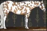 Horse Color:Silver Buckskin Splash Appaloosa 