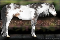 Horse Color:White Spotted Buckskin Frame 