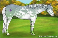 Horse Color:Silver Perlino Dun Sabino Rabicano 