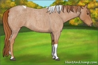 Horse Color:Red Roan Tobiano