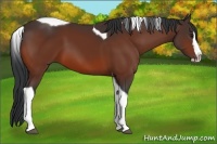 Horse Color:Bay Splash Tobiano 