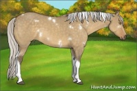 Horse Color:White Spotted Silver Buckskin Dun Tobiano Rabicano