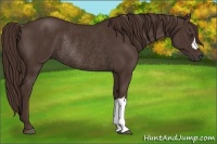 Horse Color:Liver Chestnut Rabicano