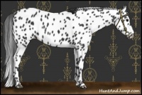 Horse Color:Black Leopard Rabicano 