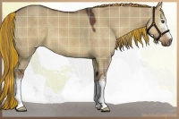 Horse Color:Painted Plaid White Spotted Liver Red Dun