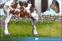 Horse Color:White Spotted Liver Chestnut 