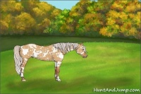Horse Color:White Spotted Silver Bay Dun Splash 
