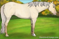 Horse Color:Silver Amber Champagne Roan Dun Rabicano 