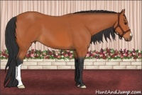 Horse Color:Bay 