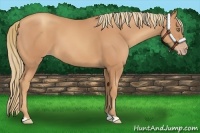 Horse Color:Gold Champagne 