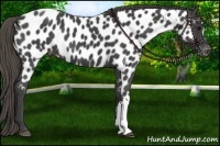 Horse Color:Smoky Black Appaloosa 