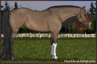 Horse Color:Brown Dun 