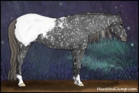 Horse Color:Smoky Black Snowflake Varnish