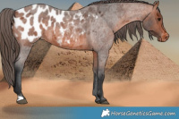 Horse Color:Bay Roan Appaloosa 
