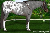 Horse Color:Liver Red Roan Appaloosa 