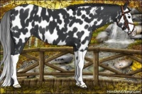 Horse Color:Black Splash Near Leopard 