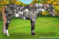 Horse Color:White Spotted Smoky Grullo Ice Pearl 
