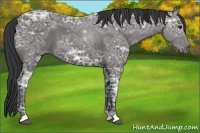 Horse Color:Black Ice 