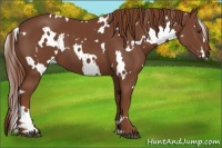 Horse Color:White Spotted Chestnut 
