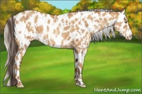 Horse Color:Amber Champagne Appaloosa  and Silver Amber Champagne Appaloosa 