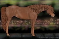 Horse Color:Chestnut Appaloosa 