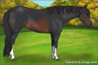 Horse Color:Brown 