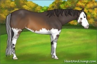 Horse Color:Buckskin Splash