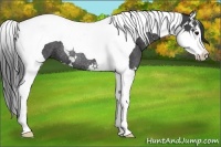 Horse Color:Black Splash Tobiano Rabicano