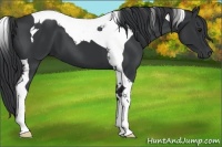 Horse Color:Black Tobiano 