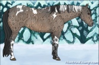 Horse Color:Buckskin Ice Tobiano