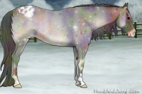 Horse Color:Nacre Blue Onyx Appaloosa 