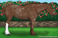 Horse Color:Gray Chestnut Rabicano 