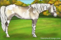 Horse Color:White Spotted Liver Red Dun Onyx Sabino 