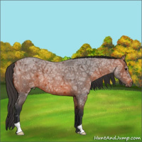 Horse Color:Bay Ice Roan 