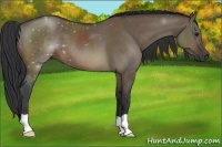 Horse Color:Brown Dun 