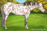 Horse Color:Amber Champagne Appaloosa  and Amber Champagne Appaloosa 
