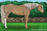 Horse Color:Palomino 