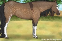 Horse Color:White Spotted Brown Dun 