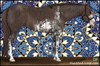 Horse Color:Brown and Liver Chestnut Sabino