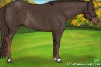 Horse Color:Liver Chestnut Rabicano 