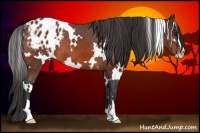 Horse Color:White Spotted Bay Sabino Varnish 