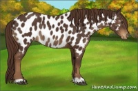 Horse Color:Liver Chestnut Near Leopard Rabicano 