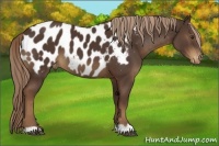 Horse Color:Liver Chestnut Blanket