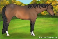 Horse Color:Buckskin 