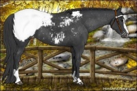 Horse Color:Black Sabino Appaloosa 
